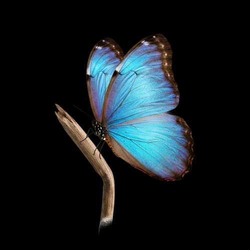 Mariposa Morfo Azul Descarga Gratis