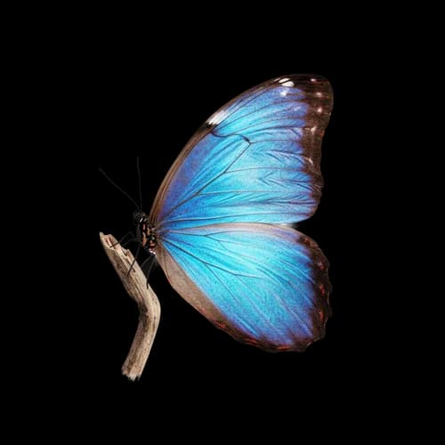 Mariposa Morfo Azul en Rama - Descarga PNG Gratis