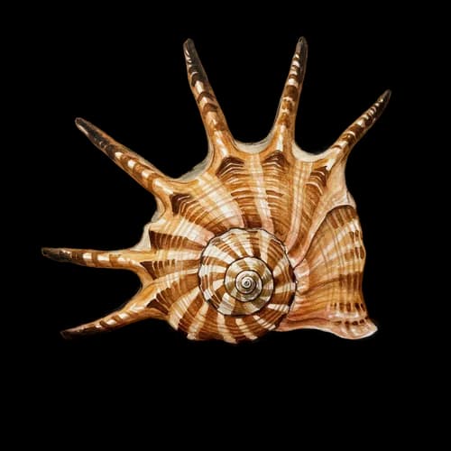 Spiky brown sea shell on the beach JPG Image