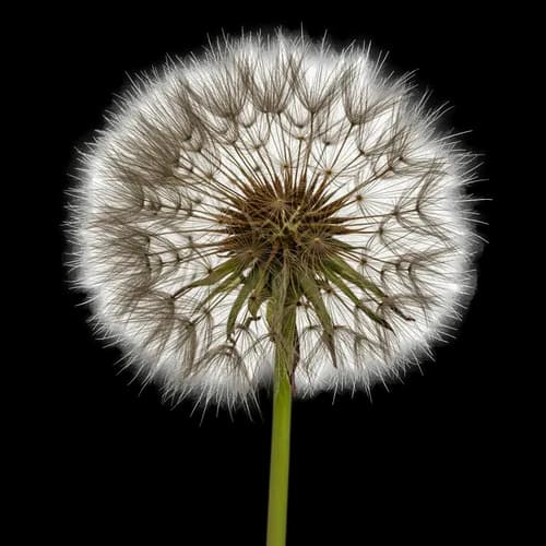 Close up of a fluffy dandelion seed head with green stem JPG Image