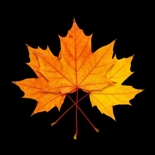 Two bright orange and yellow maple leaves in autumn JPG Image