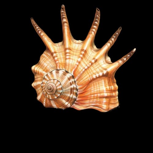 Beautiful spiky seashell isolated on a simple surface