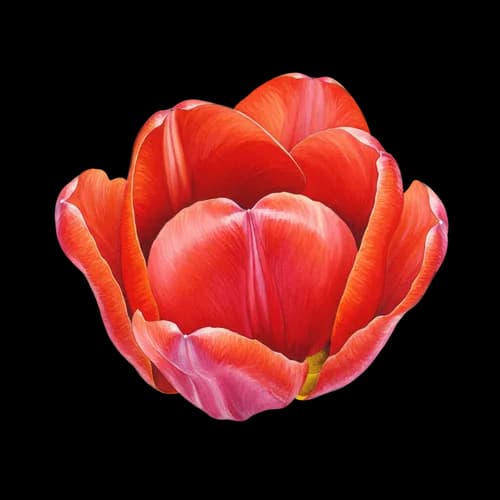 Beautiful red tulip flower head isolated illustration