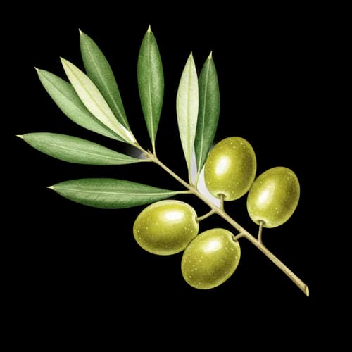 Yapraklı ve olgun meyveli taze yeşil zeytin dalı – Ücretsiz İndir