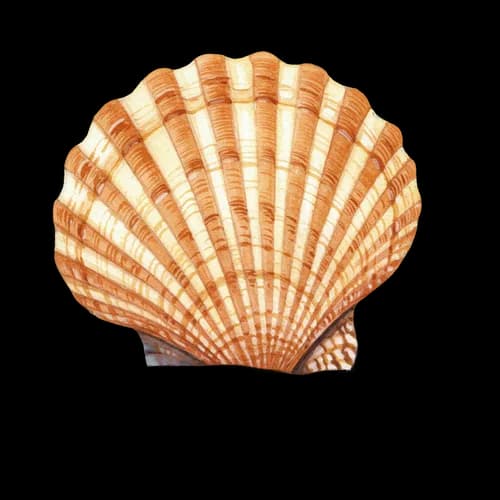 Bella conchiglia di capasanta marrone singola – download gratuito