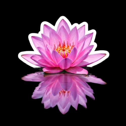 Beautiful pink lotus flower blooming with water reflection