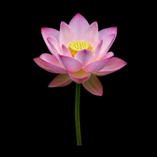 Schöne rosa Lotusblume mit grünem Stiel PNG