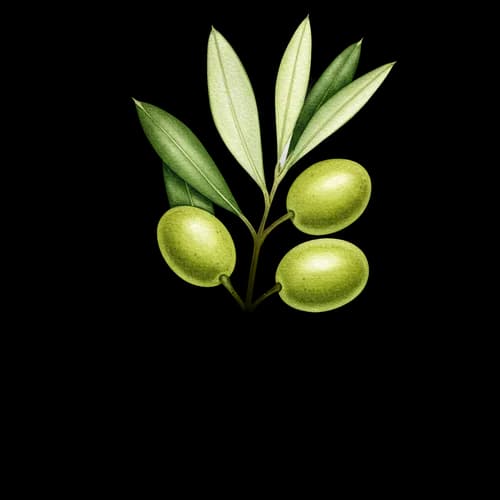 Illustrazione Ramo d'Ulivo Verde Fresco - Download Gratuito PNGraft