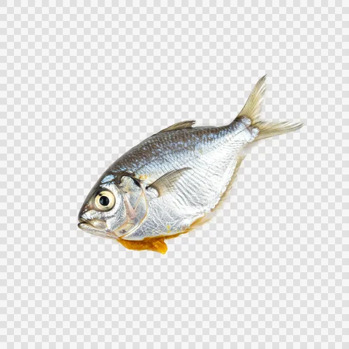 سمك المولا والسمك الفضي الصغير بالكاري شفاف PNG