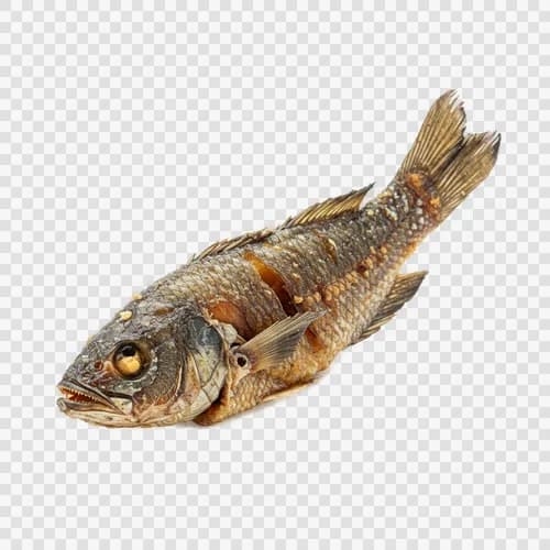 ماهی تاکی (مارماهی) کوچک سرخ شده شفاف PNG